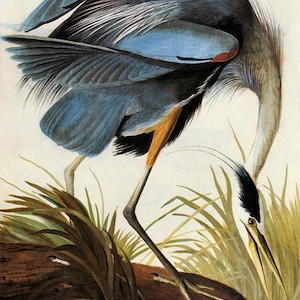 Audubon Great Blue Heron American Bird Fine Art Poster Repro on Matte Paper or Canvas FREE SHIPPING in USA Shipped Rolled Up