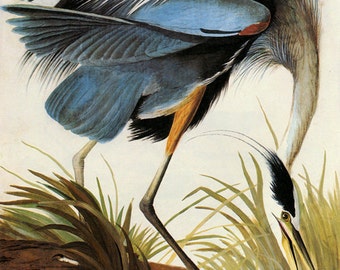 Audubon Great Blue Heron American Bird Fine Art Poster Repro on Matte Paper or Canvas FREE SHIPPING in USA Shipped Rolled Up