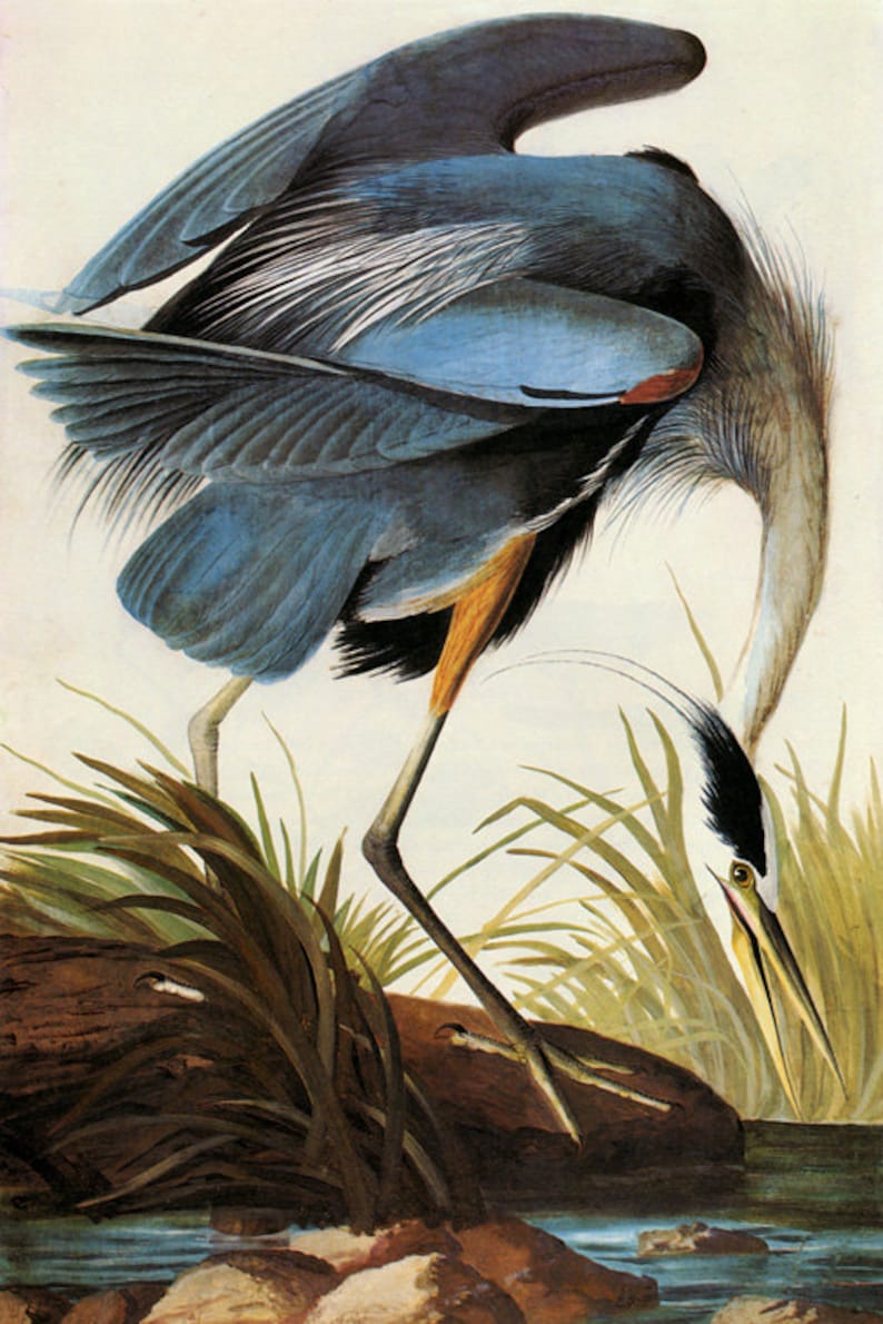 Audubon Great Blue Heron American Bird Fine Art Poster Repro on Matte Paper or Canvas FREE SHIPPING in USA Shipped Rolled Up image 1