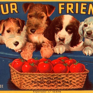 Four Friends Dogs Selected Tomatoes Canary Islands Produce United States Crate Label Fruits Vintage Poster Repro Free Shipping in USA