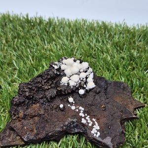 May include: A piece of dark brown, textured bark with clusters of small, white, mushroom-like growths. The bark sits on a bed of green artificial grass, with a plain white background.