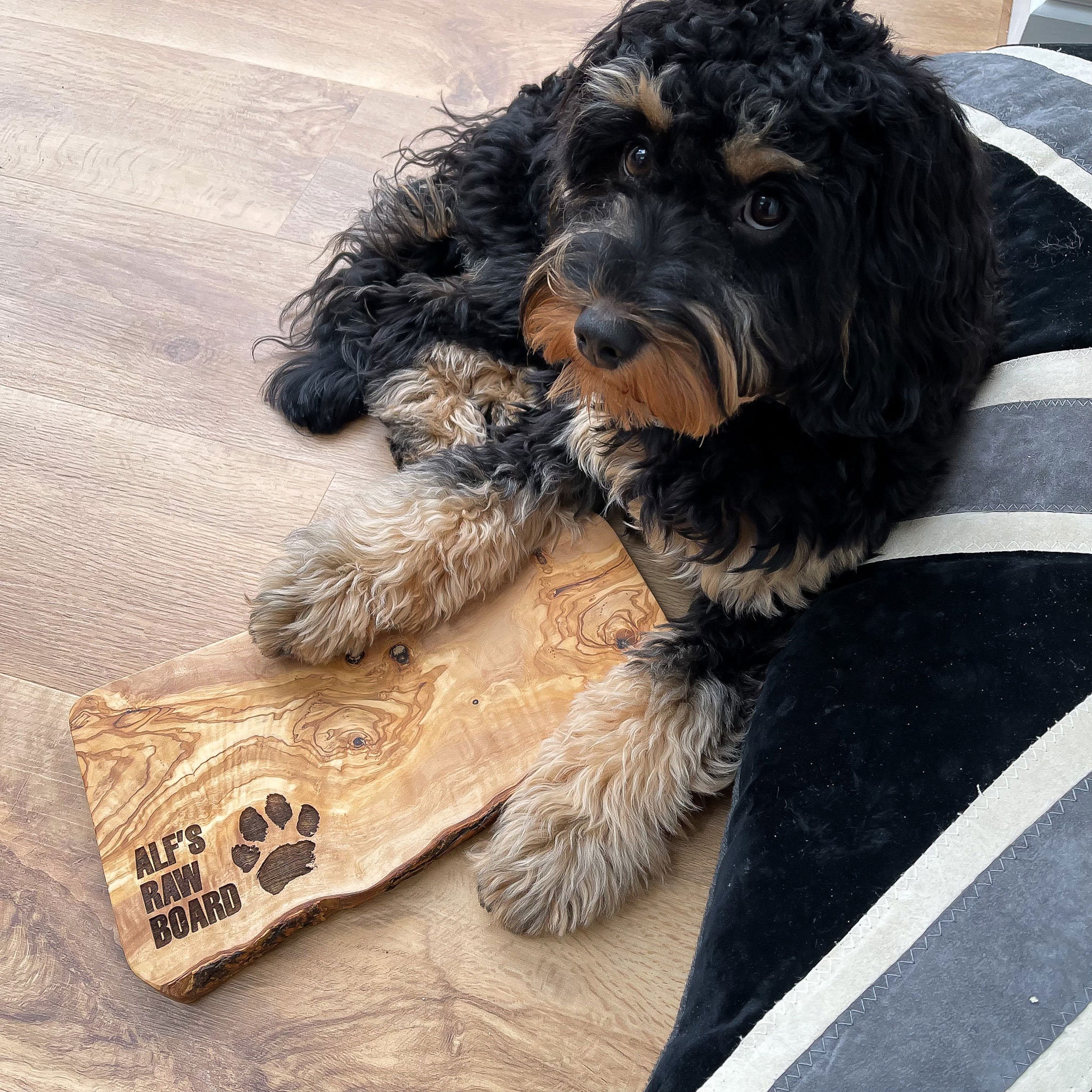 Is It Okay To Board A Puppy