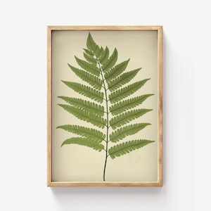 Vintage fern print, botanical wall art, green leaf decor, nature illustration, classic plant poster, antique style home print