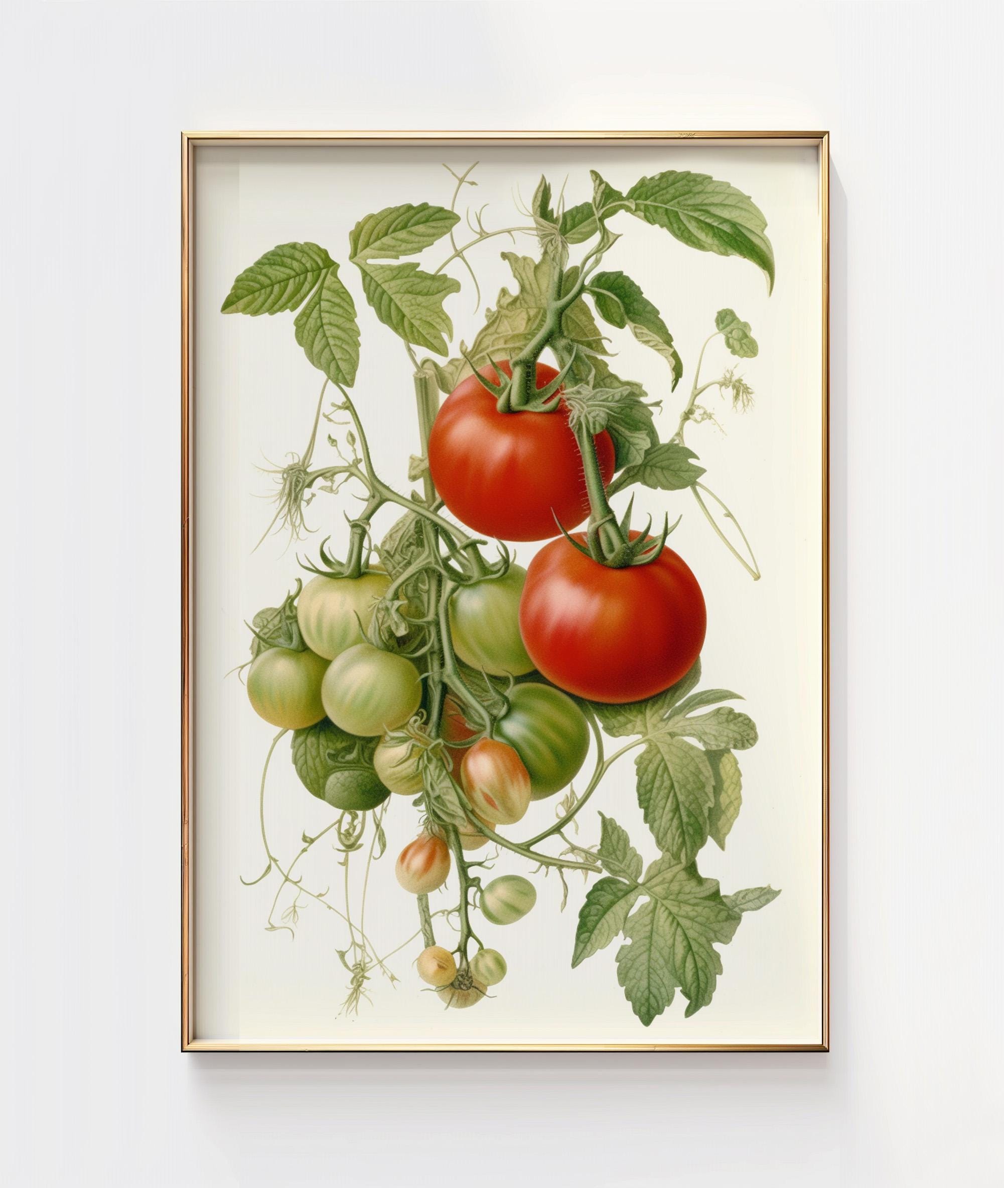 トマトの植物イラストアートプリント（デジタルダウンロード） - Etsy 日本
