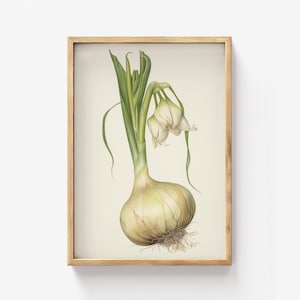 Zwiebel Bild, botanische Illustration für die Küche, Blumenzwiebel Poster im Vintage Look, Poster für die Küche