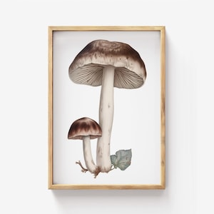 Mushroom Botanical Canvas Print: Large Fungi Wall Art (Digital Download)