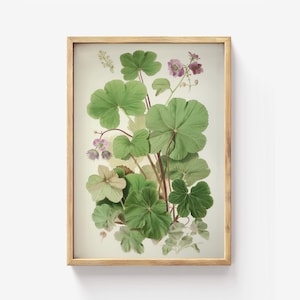 Malve botanischer Druck, Vintage Apothekerkrautkunst, grünes Blatt Illustration, Kräuterwanddekor