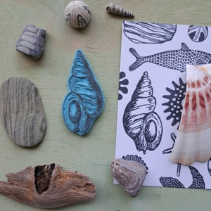 Könnte beinhalten: Eine Sammlung von Muscheln, darunter ein blauer Muschelstempel, eine Schwarzweiß-Muschelillustration und eine echte Muschel. Die Muscheln sind auf einer hellgrünen Holzoberfläche angeordnet.