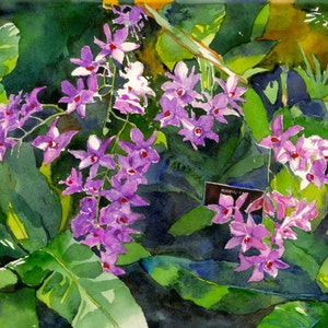 Original Watercolor painting, Original Flower painting, Original Orchid Painting, 9 x 13 inches, Violet orchids, Dendrobium orchids