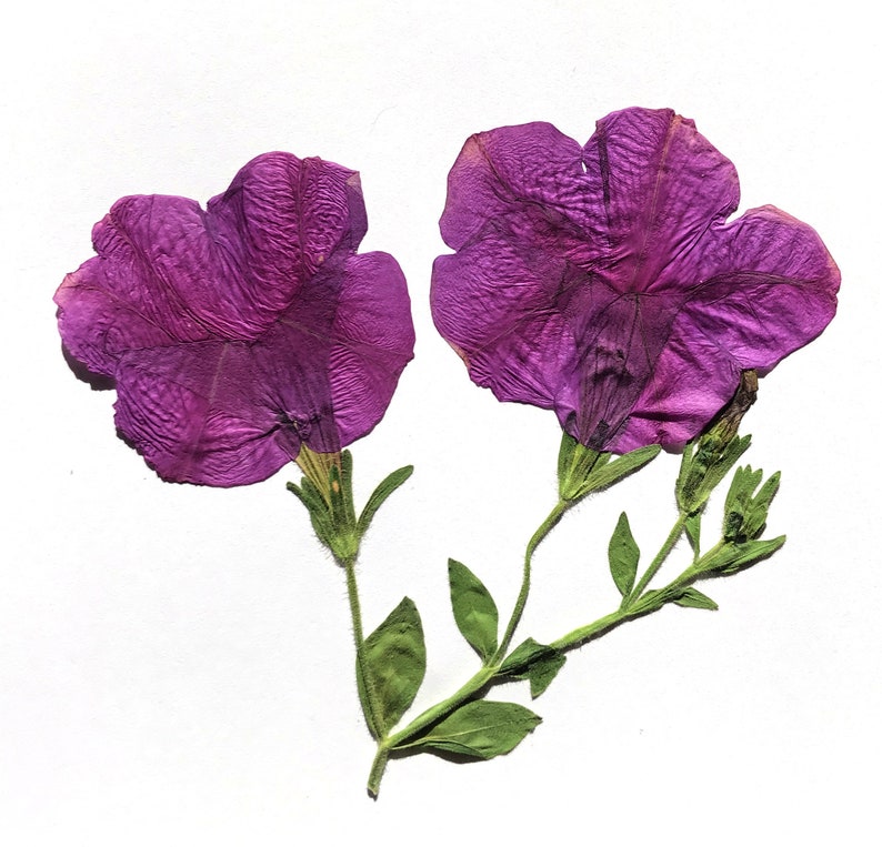 Framed Dried Petunia flowers Real Pressed Flowers & Leaves Etsy