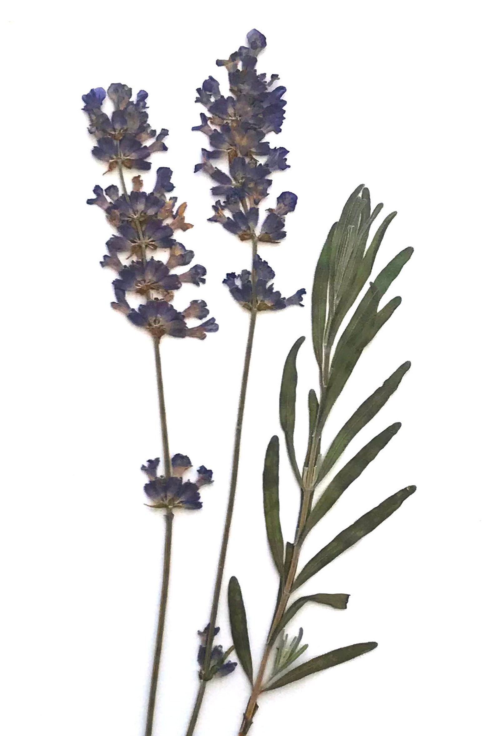 Dried Lavender Sprigs Real Pressed Flowers & Leaves Etsy