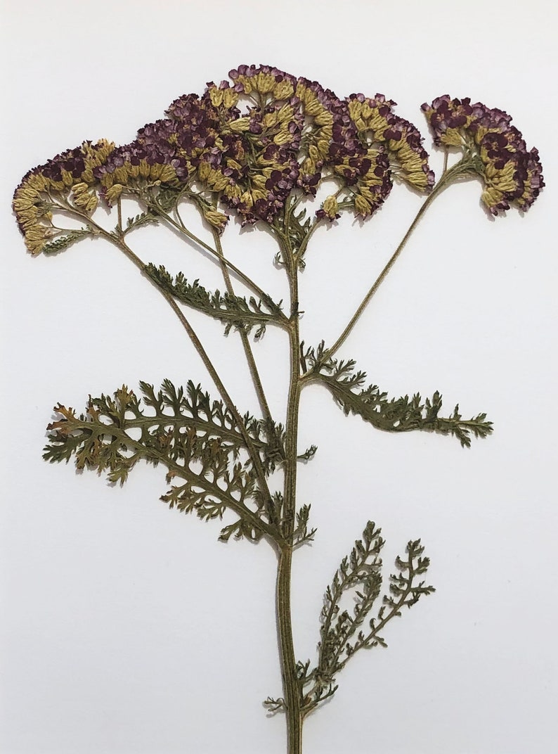Dried Yarrow Flower Real Pressed Flowers & Leaves Etsy