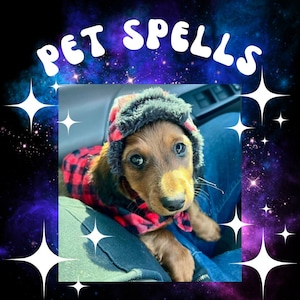 May include: A small brown and tan dachshund puppy wearing a red and black plaid jacket and a brown and gray fur hat. The puppy is sitting in a person's lap and looking at the camera.