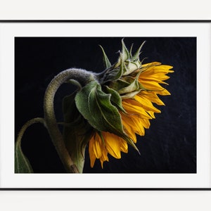 Beauty in Bloom: Sunflower Wall Art Featuring Stunning Floral Photography Sunflower Art