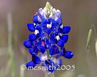 Single Bluebonnet Flower Stalk