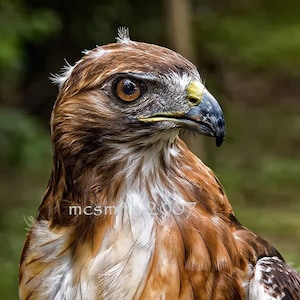 Red Tailed Hawk - Digital Download