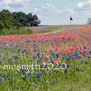 Meadow of Paintbrush and Bluebonnets Flowers with Texas Flag in Background