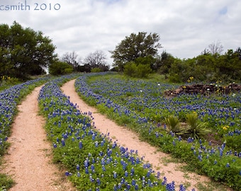 Texas Bluebonnet Print: Wildflower Landscape Photography