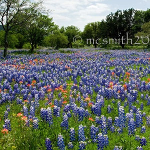 Wildflower Pasture filled with Bluebonnets and Paintbrush