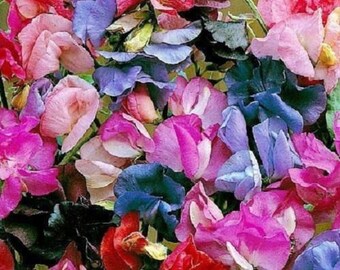 SWEET PEA Royal White Seeds F 285
