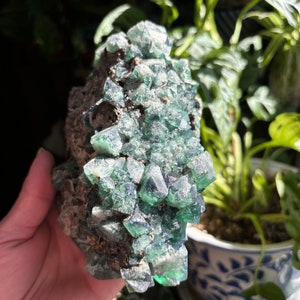 May include: A cluster of green fluorite crystals in a rough, gray matrix. The crystals are sharp and well-defined, with a glassy luster.