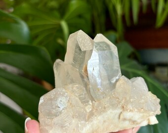 May include: A cluster of clear quartz crystals with sharp, pointed tips. The crystals are a translucent, pale color and sit on a rough, off-white base. The background features green foliage.