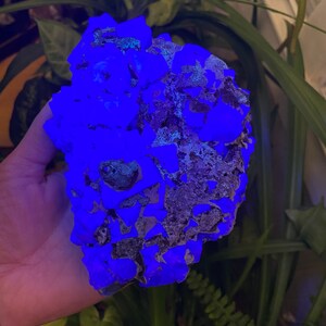 May include: A large cluster of blue fluorite crystals, glowing under a UV light. The crystals are a deep blue color and have a rough, natural texture.