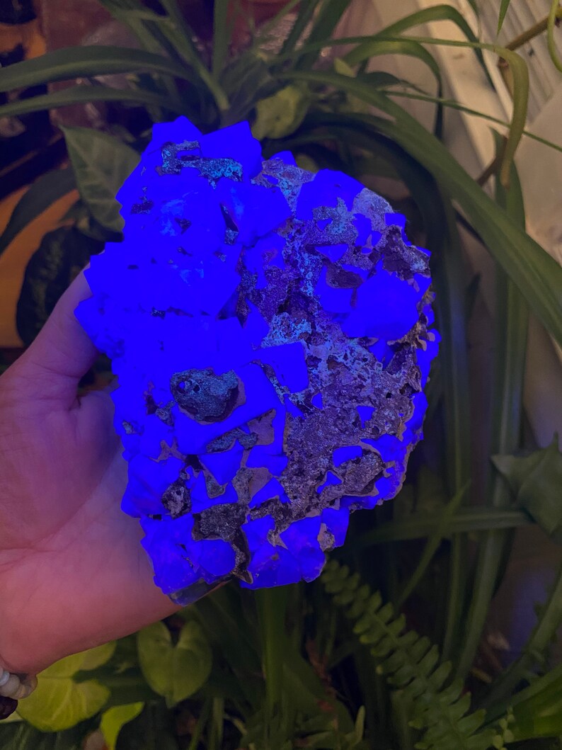 May include: A large cluster of blue fluorite crystals, glowing under a UV light. The crystals are a deep blue color and have a rough, natural texture.
