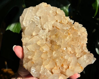 May include: A large, raw quartz crystal cluster with a light tan color. The crystal has many small, pointed formations and is held in a hand. The background is a dark green leafy plant.