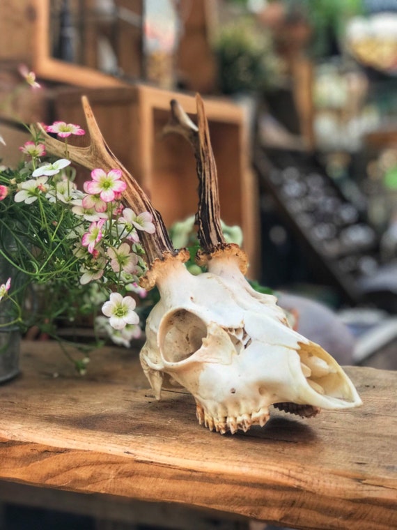 ROE DEER ANTLERS: Vintage German roe deer antlers with skull & teeth. Great table centrepiece decor.