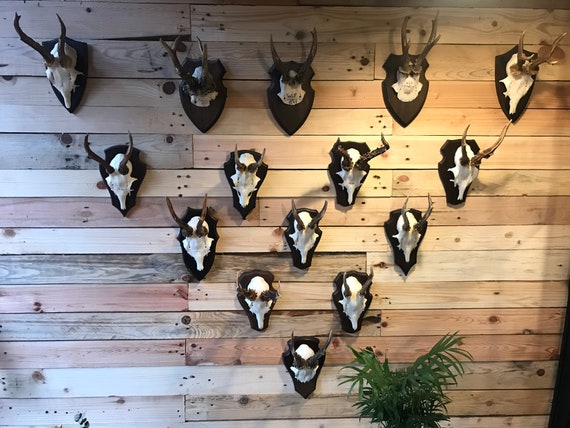 ROE DEER ANTLERS: Vintage German roe deer antlers with skull & mounted on wooden shield.