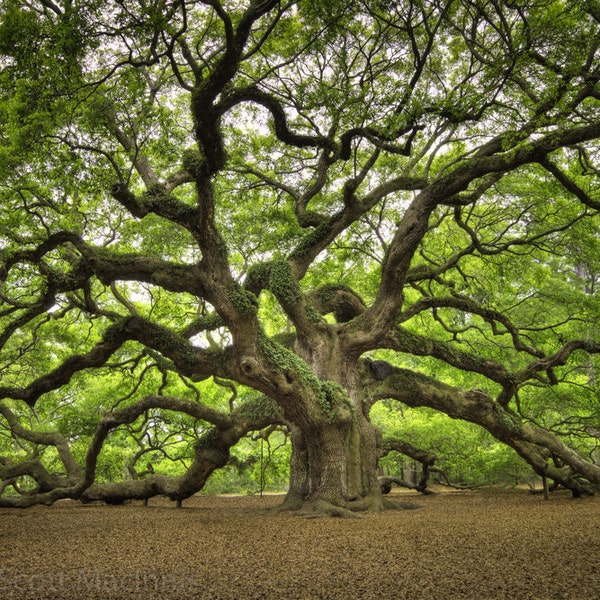 Angel Oak Print FREE SHIPPING Vintage Rustic Home Decor Wall Art Fine Photograph Nostalgia Charleston John's Island South Carolina Tree