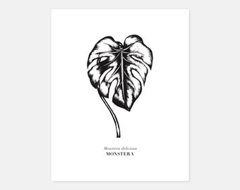 Może przedstawiać: Czarno-biały nadruk botaniczny przedstawiający szczegółową ilustrację liścia Monstera deliciosa. Ilustracja ukazuje szczegółowe cieniowanie i unerwienie na białym tle. Tekst "Monstera deliciosa MONSTERA" jest wydrukowany pod liściem.