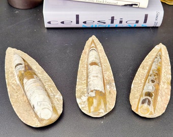 Orthocera fossilutställning
