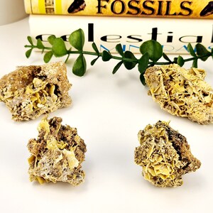 May include: Four raw, natural gypsum crystals with a yellow-tan color and a rosette-like formation. The crystals are displayed on a white surface with a book titled "Fossils" in the background. Greenery adds a natural touch to the composition.