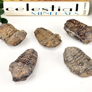 Puede incluir: Cinco trilobites fosilizados, antiguos artrópodos marinos, se exhiben sobre una superficie blanca. Los fósiles exhiben una gama de tonos terrosos, desde el beige claro hasta el marrón oscuro, con cuerpos segmentados visibles y detalles intrincados. El texto "celestial MINERALS" es visible en el fondo.