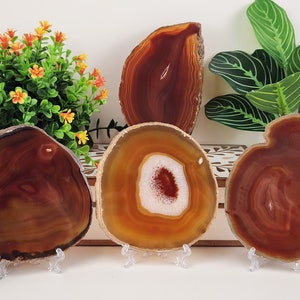 May include: A collection of polished agate slices in shades of brown, orange, and white, displayed on clear stands. The slices vary in shape and size, showcasing natural patterns and textures. Decorative elements for home decor.