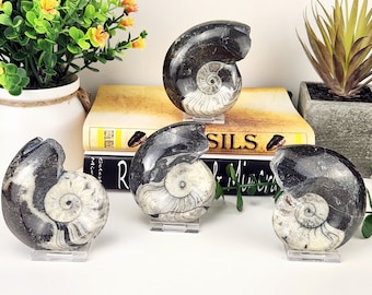 アンモナイトの化石（研磨済み、縫合線あり） 3 1/2インチ以上 lig27