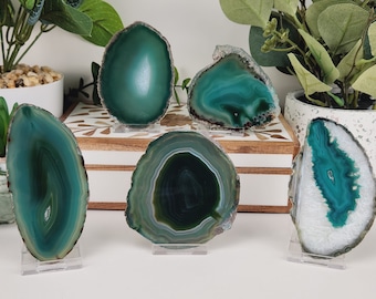 Green Agate Slice Lot of 5 (Avg. 3.0-4.5 inches)