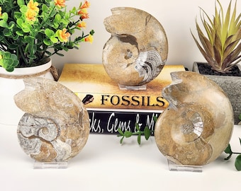 アンモナイト化石（母岩入り、片面研磨済み、3インチ以上）ju58 - Etsy