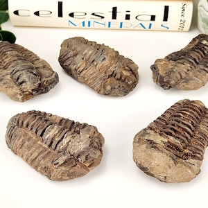 Puede incluir: Cinco trilobites fosilizados, que muestran una variedad de tamaños y texturas. Los fósiles son principalmente marrones y grises, con cuerpos segmentados visibles y detalles intrincados. El fondo incluye una superficie blanca y un letrero que dice "Celestial Minerals".