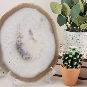 May include: A large, polished agate slice with a white and light brown color scheme, displayed on a clear stand. The agate is surrounded by small potted cacti and a faux plant in a speckled pot, creating a natural, decorative display.