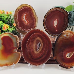 May include: A collection of polished agate slices in shades of red, brown, and cream. Each slice displays unique banding patterns and is displayed on a clear stand. The natural stone pieces vary in shape and size, showcasing the beauty of the mineral.