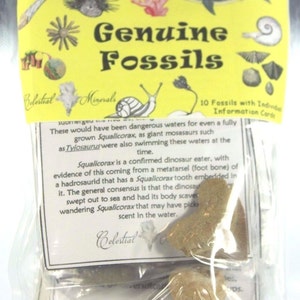 Genuine 100% Fossils (10) Kit/Bag w/Individual Informational Cards -Morocco