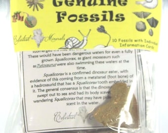 Genuine 100% Fossils (10) Kit/Bag w/Individual Informational Cards -Morocco