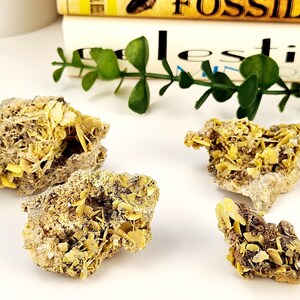 May include: Four rough, beige-colored mineral specimens with yellow crystal formations. The minerals are arranged on a white surface, with green foliage and the edge of a book visible in the background. The crystals have a layered appearance.