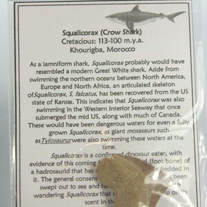 Äkta 100 % fossil (10) Kit/väska med individuella informationskort - Marocko bild 5