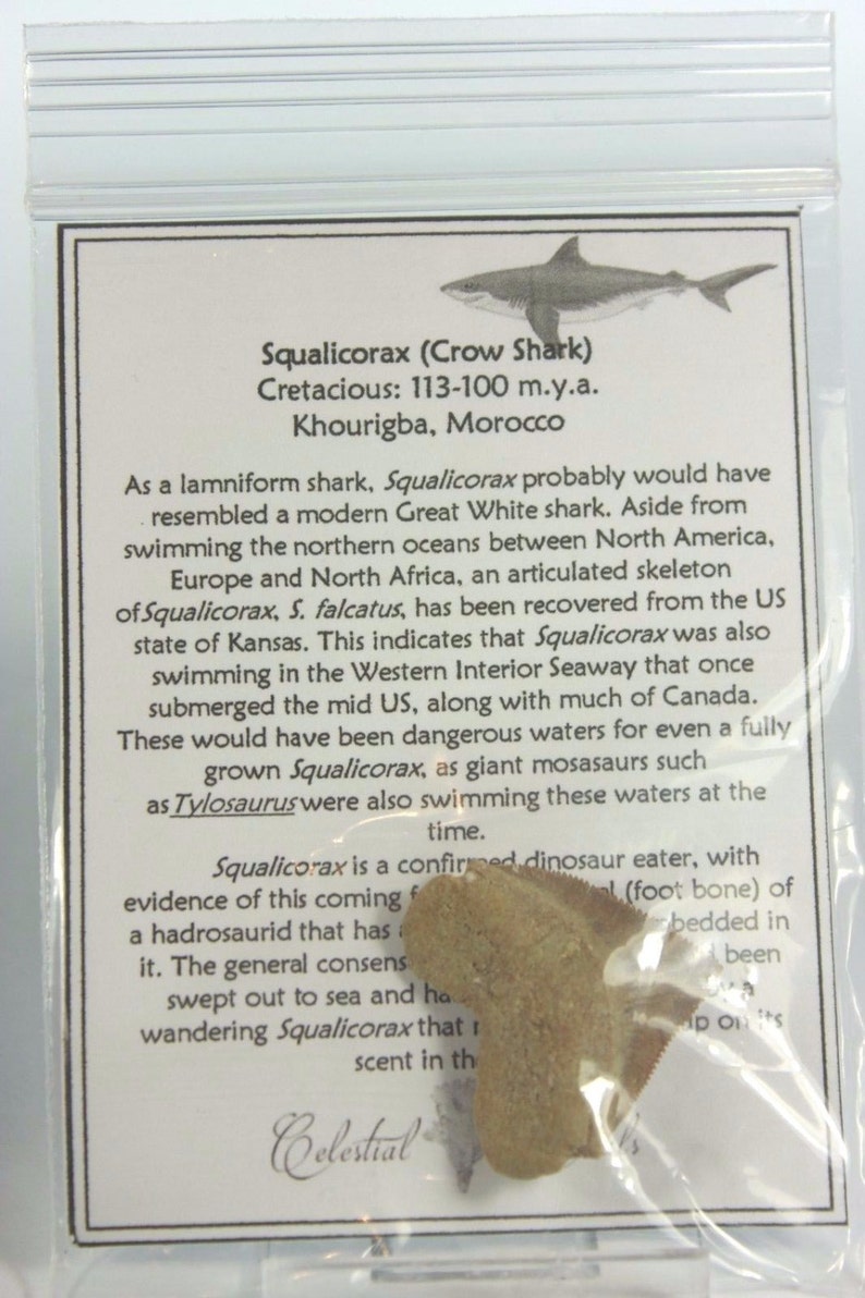 Äkta 100 % fossil (10) Kit/väska med individuella informationskort - Marocko bild 5