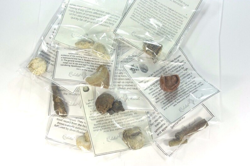 Äkta 100 % fossil (10) Kit/väska med individuella informationskort - Marocko bild 2