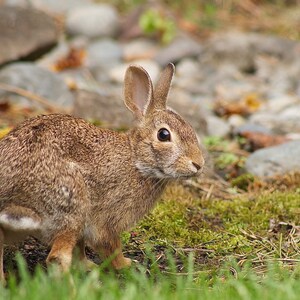 Wild Rabbit Looking Back Outdoors